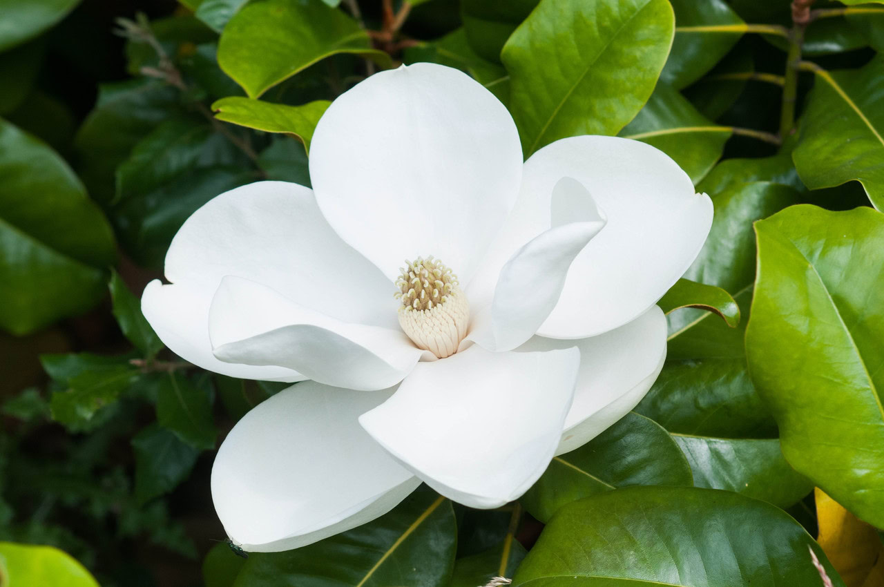 Proponiamo l'insediamento di una magnolia bianca in piena fioritura, che evoca due secoli di storia naturale, circondata da foglie verdi e lucide.